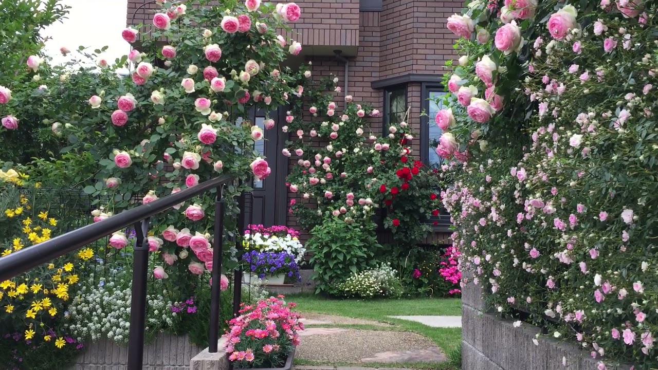 [climbing rose , Pierre de ronsard ,