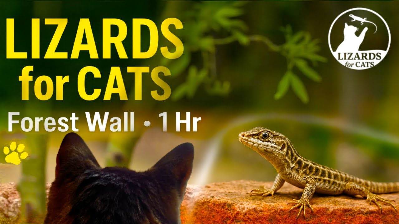 LIZARDS for CATS🦎 Forest Wall • 1 Hr | Cat TV for Entertainment & Relaxation