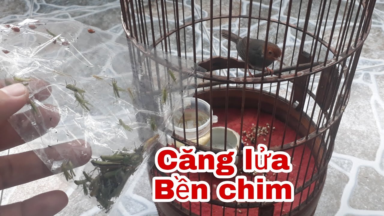Chia sẽ cách nuôi chim sâu đầu đo căng, bền chim và cách dơt chim đúng cách _ Cần Miền Tây