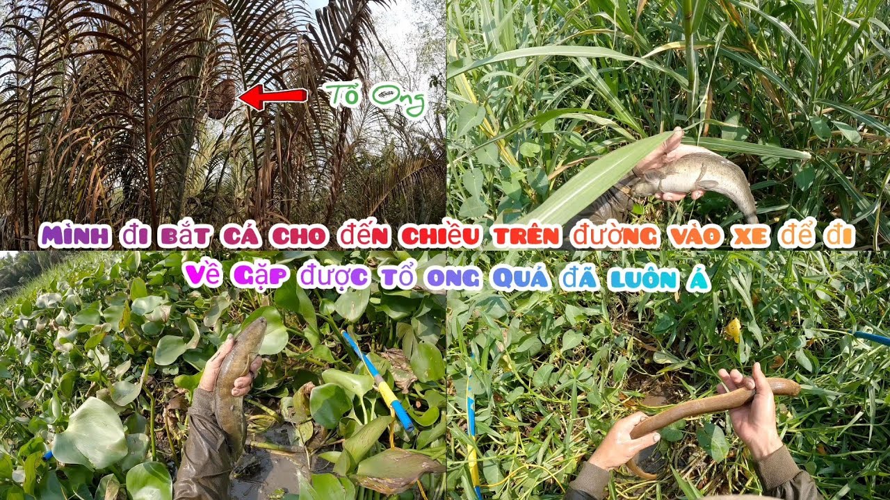Cũng Khá Là May Mắn Với Mình Đang Trên Đường Về Gặp Được Tổ Ong Á 