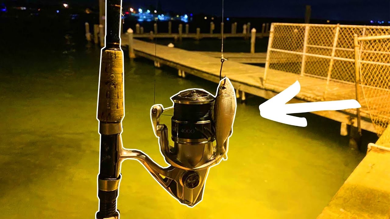 Dock Light Fishing with Live Whitebait (Insane Action!)