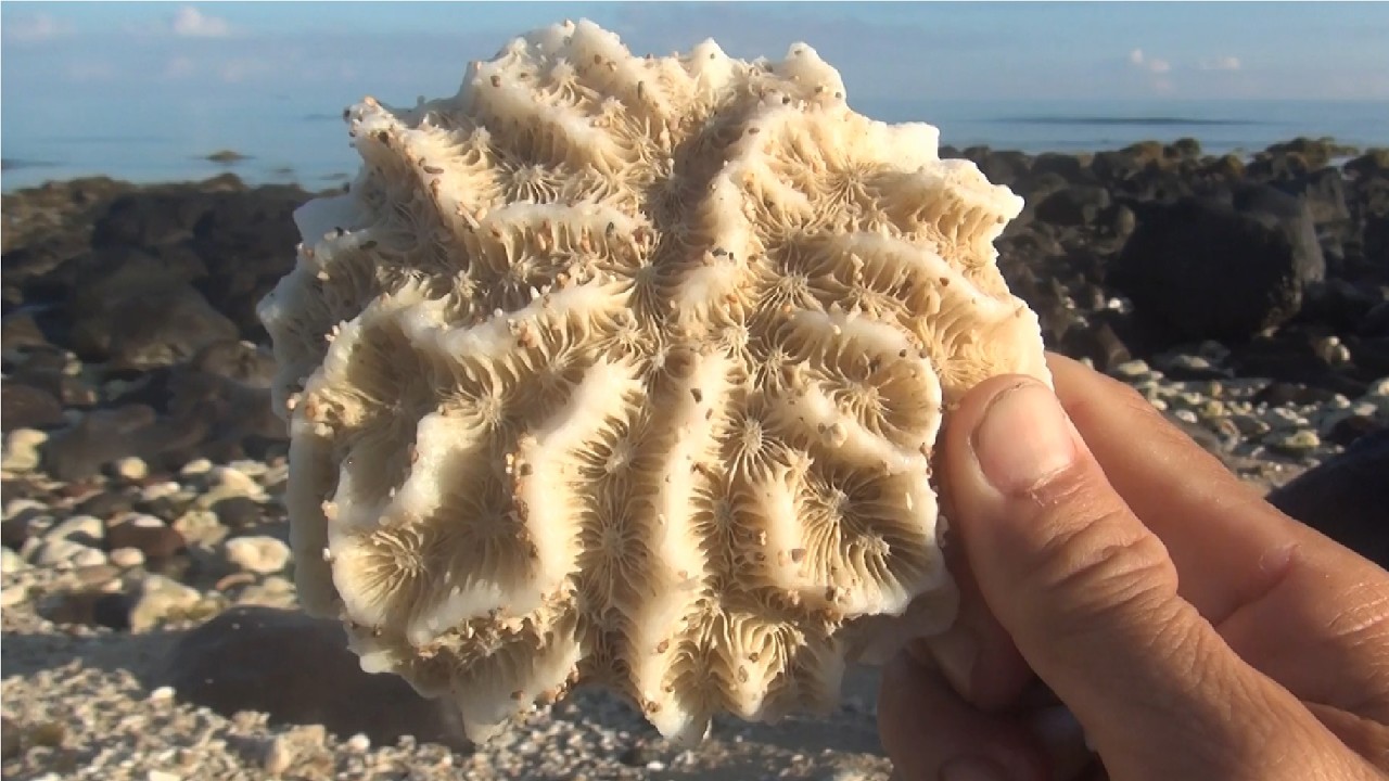 Discover the beach with its beautiful coral reefs