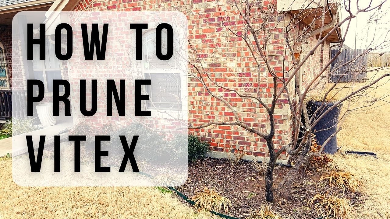How to Prune Vitex or Chaste Tree