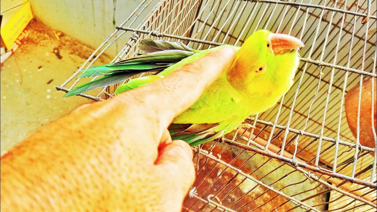 Madam G 🦜🦜 Bahar Ghoomnay Chali Ye Chahti Hain k Bus inko Piyar Karte Raho 🥰🥰❤❤ @Birdyswings House