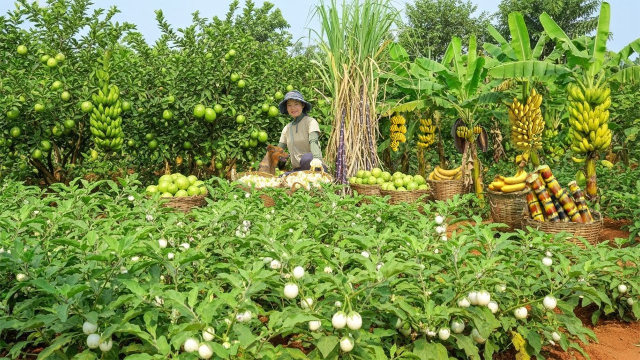 Relaxing With Harvesting: Thai Eggplants, Bananas, Sugarcane, Ambarella, Okra, Longan, Winged Beans…
