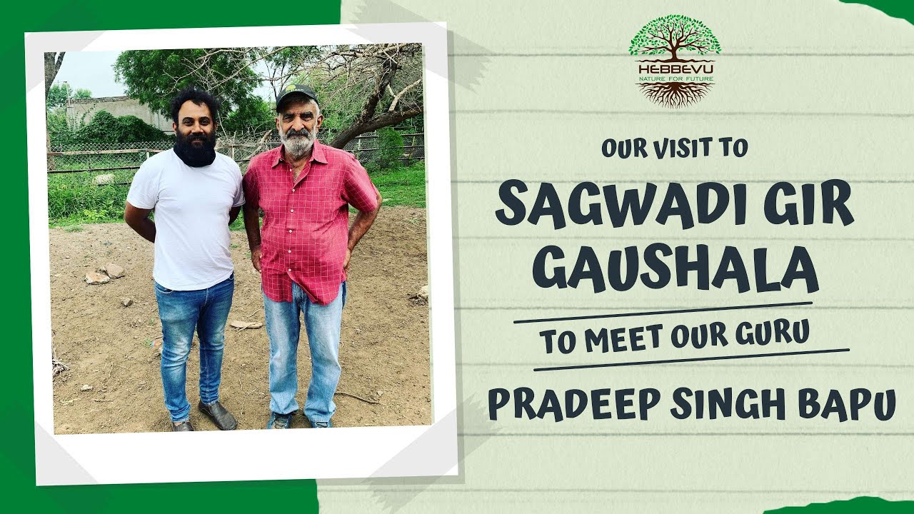 Hebbevu - Visit to Sagwadi Gir Gaushala | Pradeep Singh Raol Dairy Farm | Gujarat India.