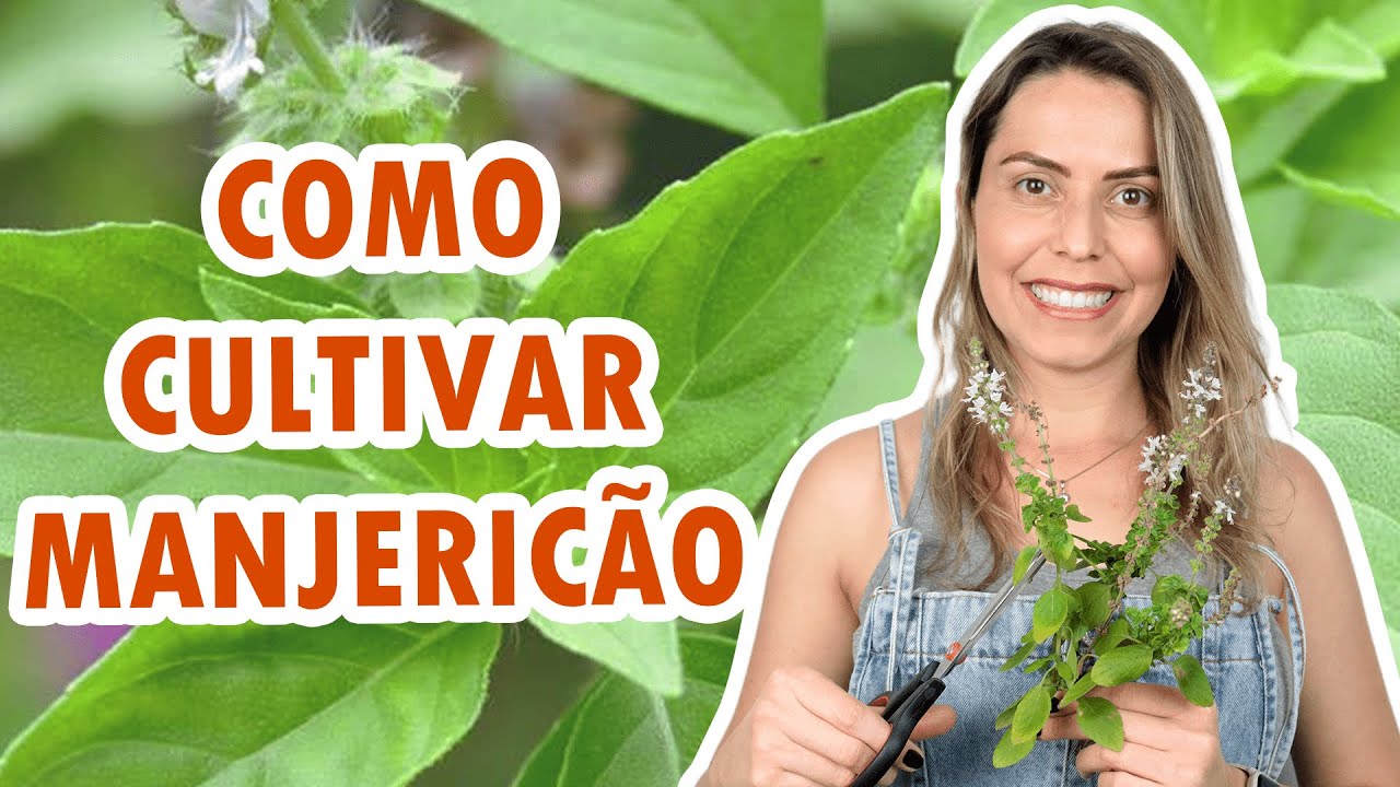 MANJERIC&Atilde;O: Variedades, poda correta, dicas de cultivo e benef&iacute;cios para a sa&uacute;de