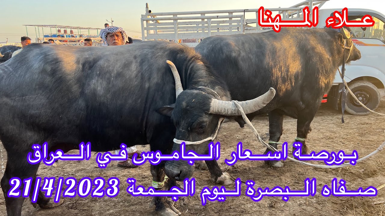 اسعار الجاموس المطفل والكصابة في صفاه البصرة ليوم الجمعة المصادق 21/4/2023 قرب جسر الزبير