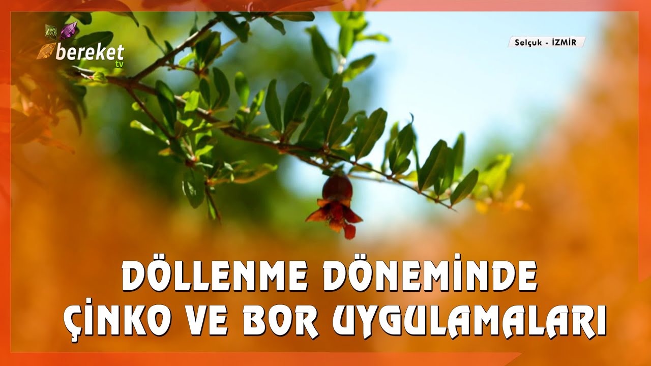 Narenciye Yetiştiriciliğinde Döllenme Döneminde Çinko ve Bor Uygulamalarının Önemi (STRES FAKTÖRÜ)