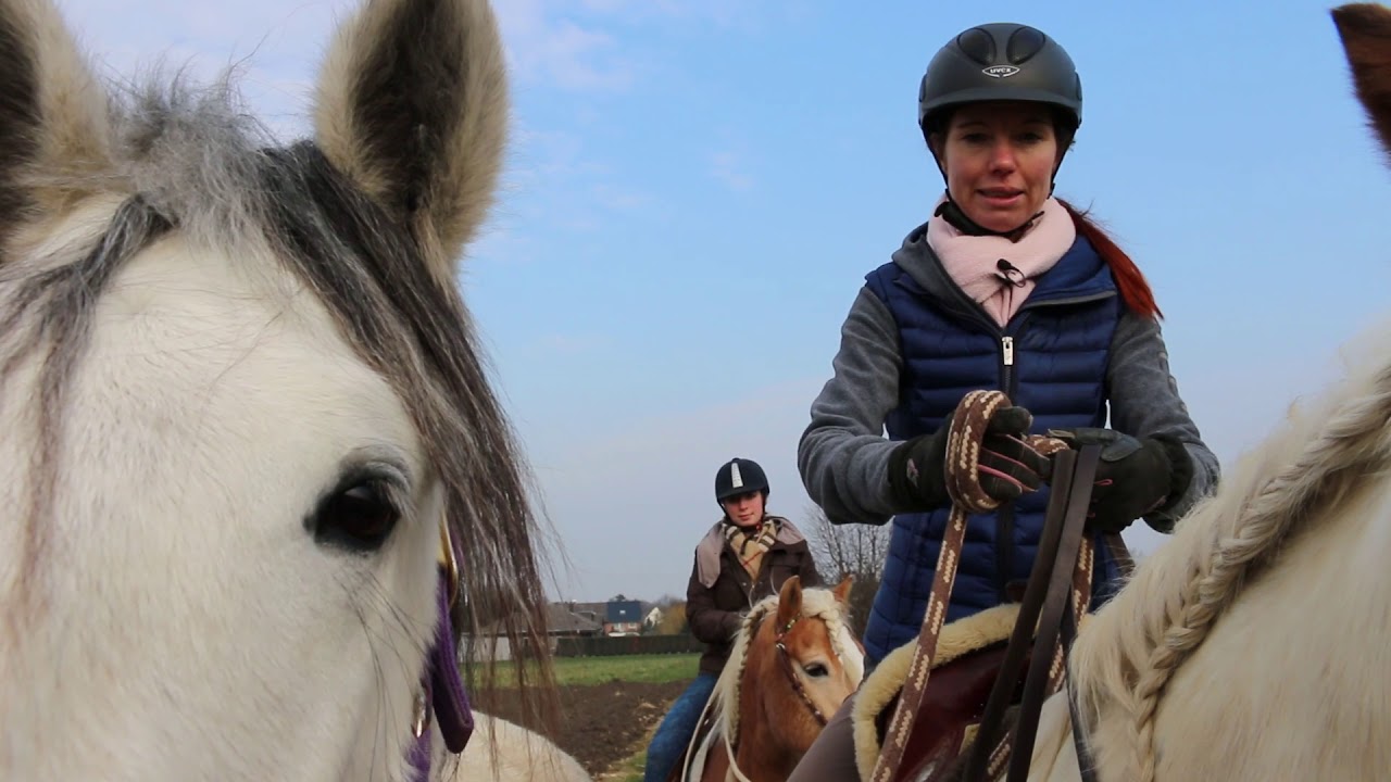 My Mustang & me - Reiten mit Handpferd
