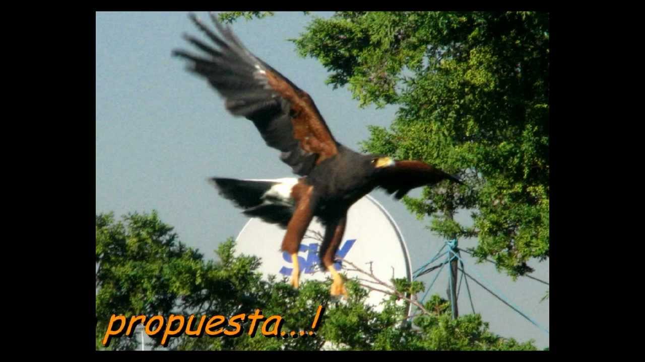 &iexcl;Esto Es Ser Exitoso!. Halc&oacute;n de Harris Cazando Pichones en la Ciudad.
