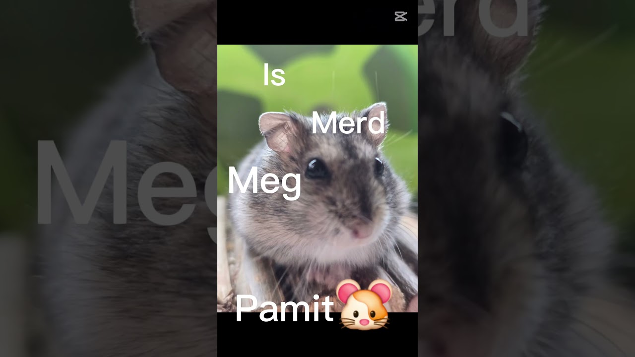 Ismerd meg Pamit😅(vicces)