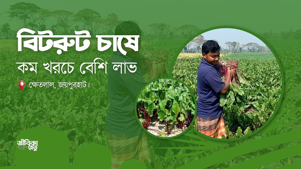 বিটরুট চাষে কম খরচে বেশি লাভ । জয়পুরহাট । জীবিকাহেতু