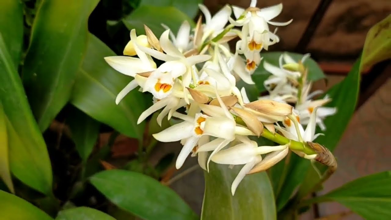 Wild Orchids (Sunakhari Phool), How Grow and Care Tips of Wild Orchids.Varieties of Sunakhari Phool