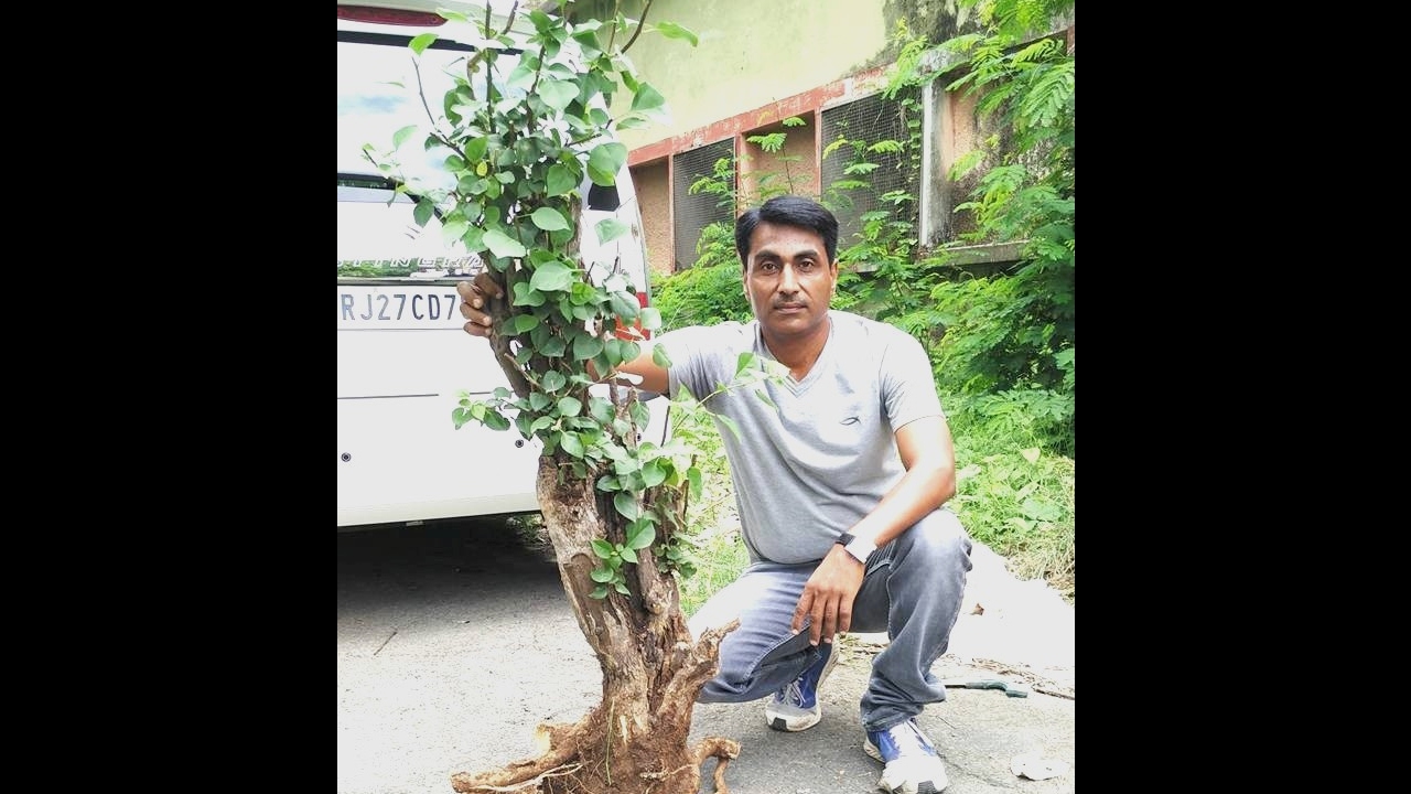 Hunt Yamadori Bonsai /Bougainvillea/ Bonsai Hunter