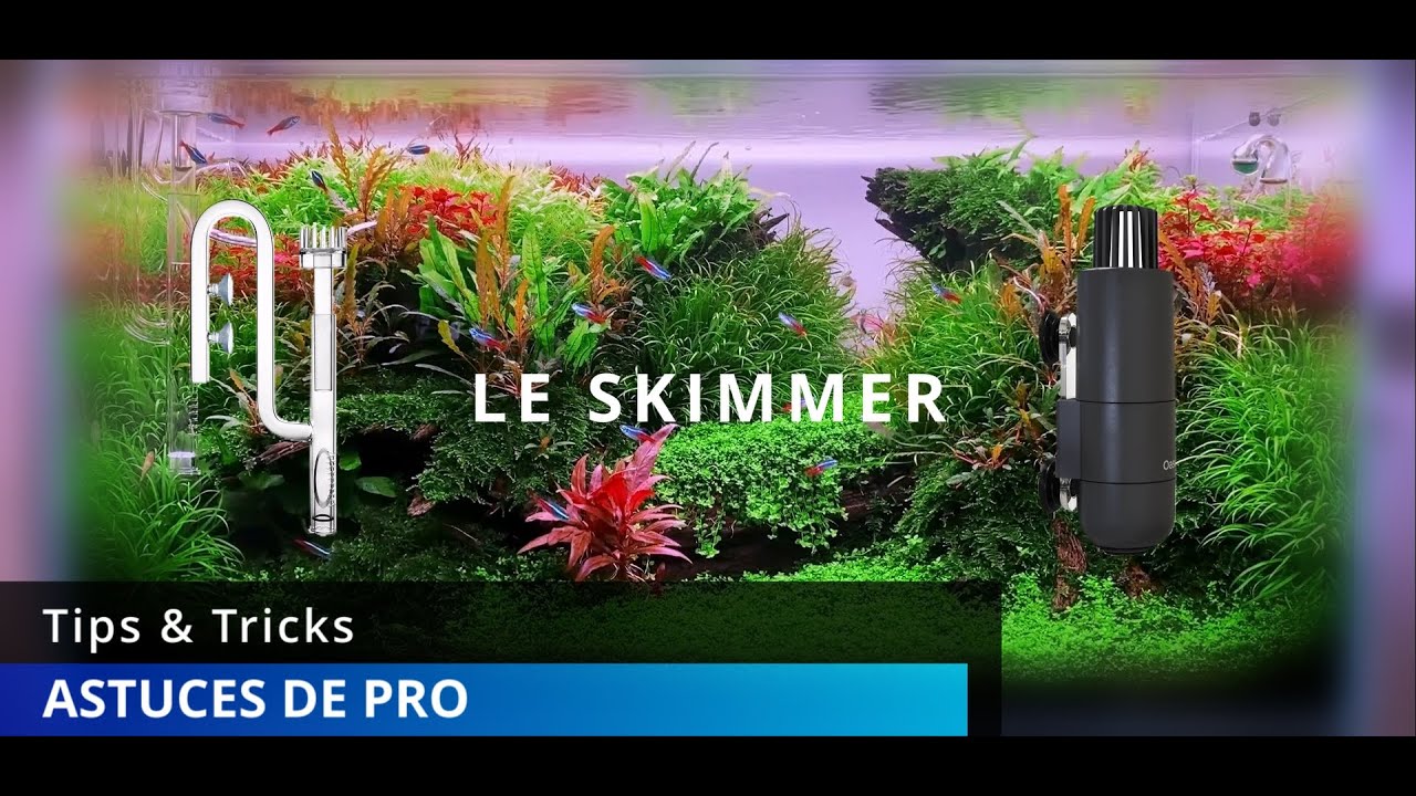 Astuces de pro N°1 : Optimiser son AQUARIUM avec le SKIMMER !