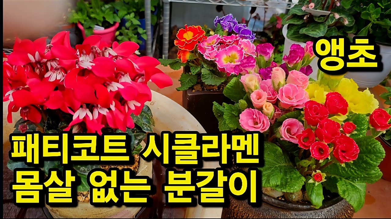 #패티코트 시클라멘 #벨라로즈앵초 흙배합  몸살 없는 분갈이 잘 키우기