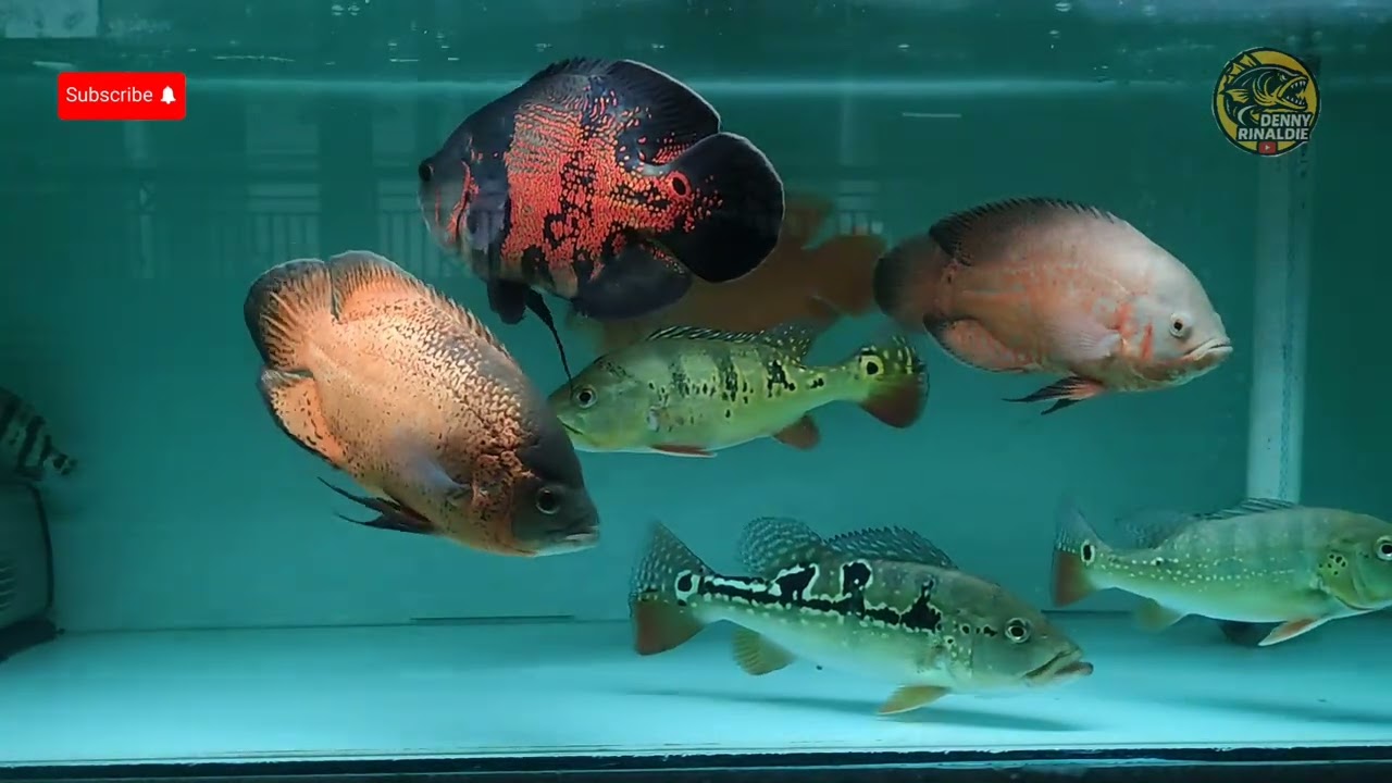 Perkembangan Ikan Predator Setelah 2 Bulan, Apa Perbedaannya? 