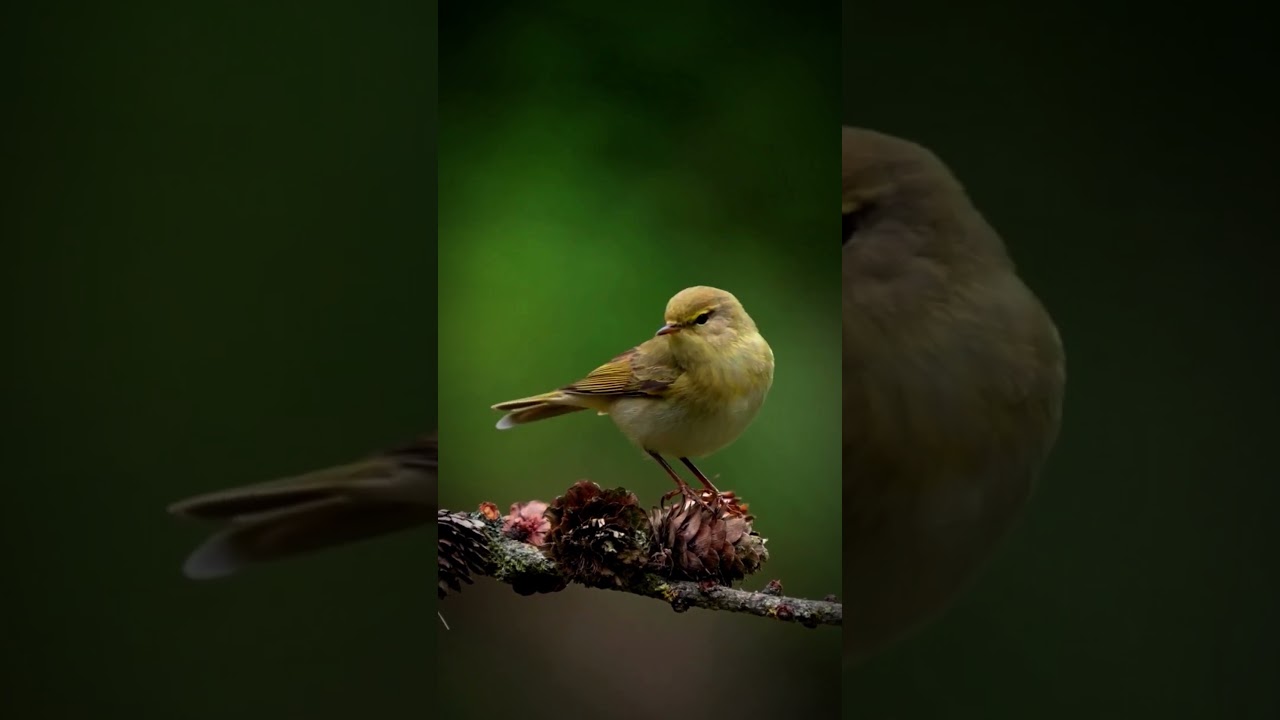 #birds