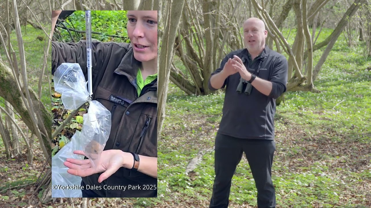 Dormice Project - Freeholders Wood