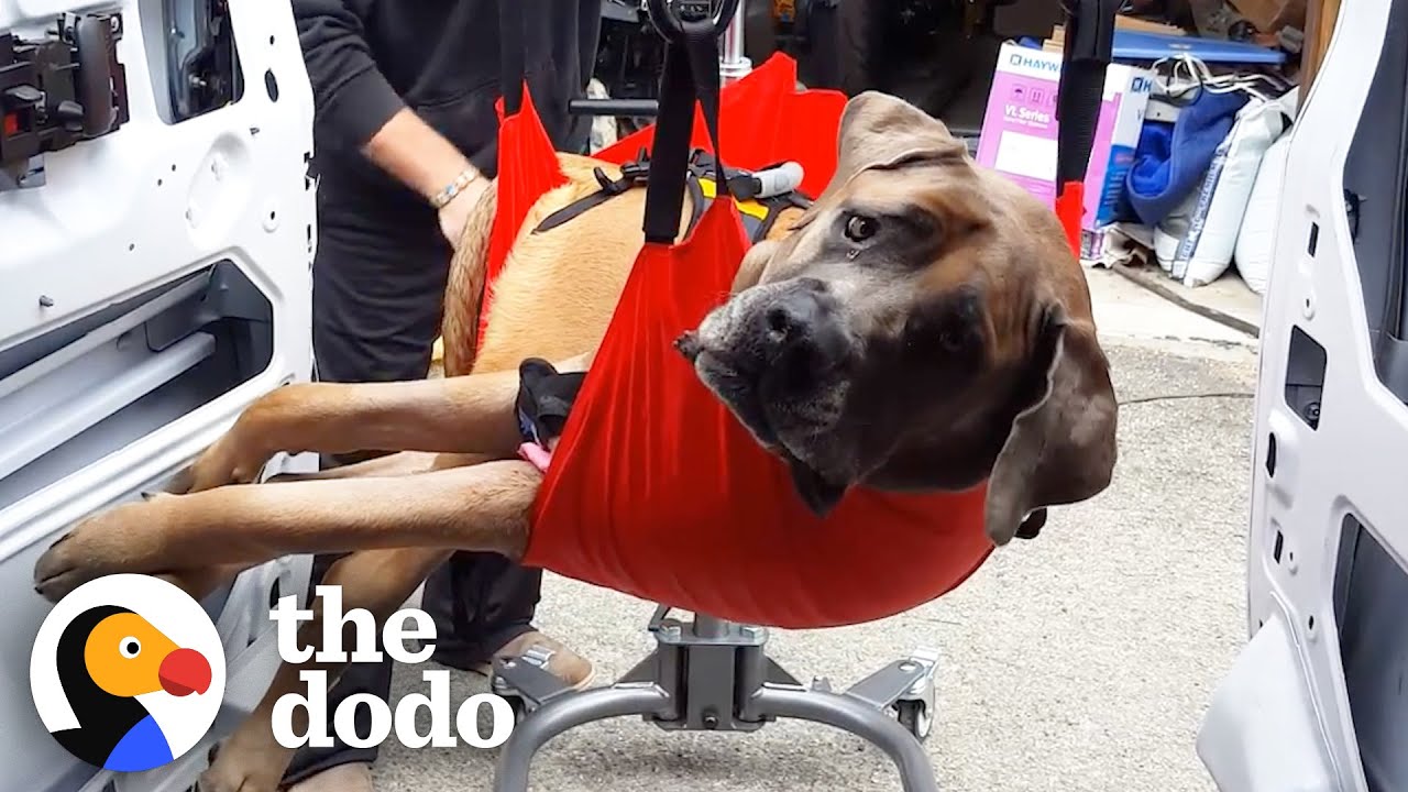 160-Pound Dog Wasn't Supposed To Walk Again | The Dodo Faith = Restored