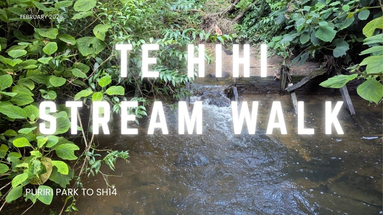 Te Hihi stream walk 260216