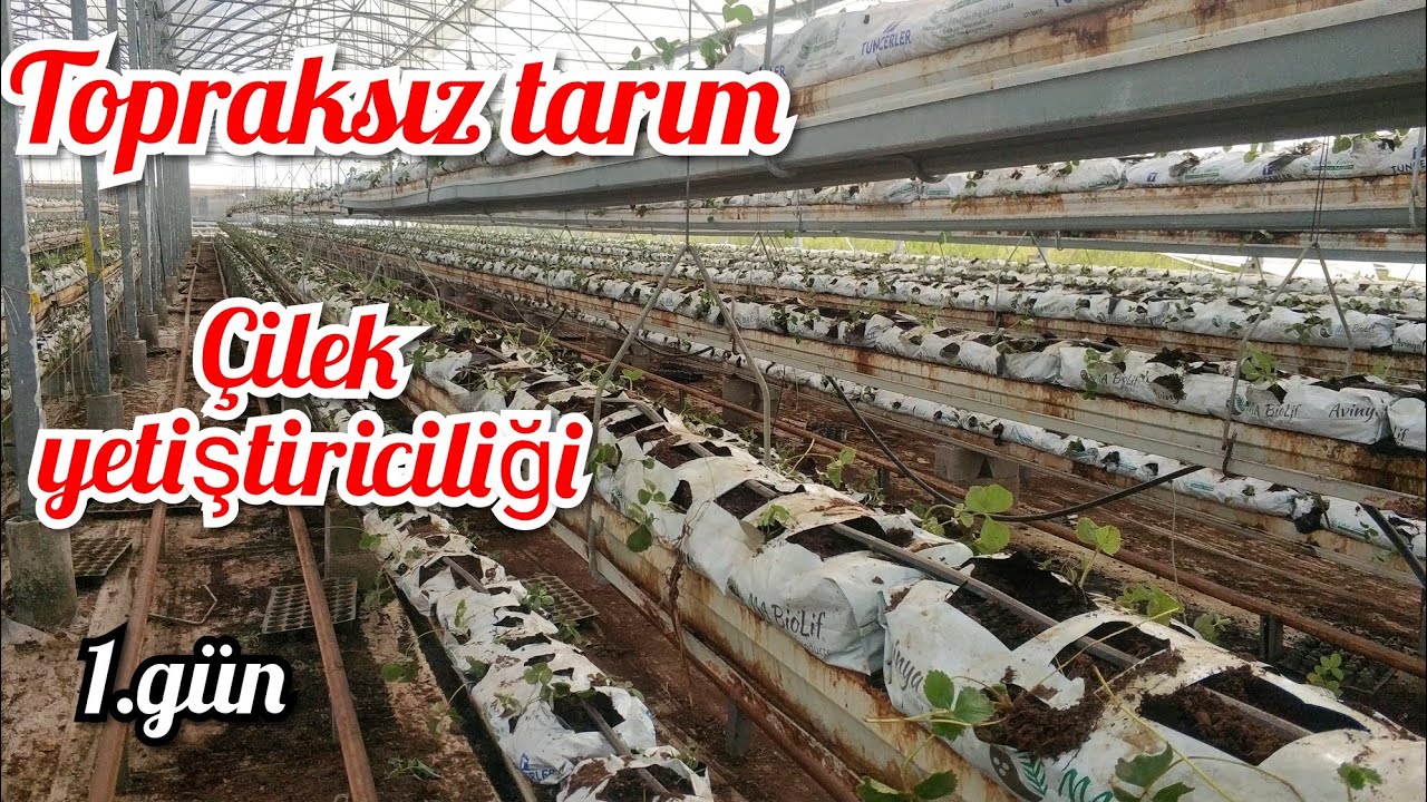 topraksız tarım çilek yetiştiriciliği . fide dikimi çilek yetiştiriciliği Alifakı köyü Tarsus mersin