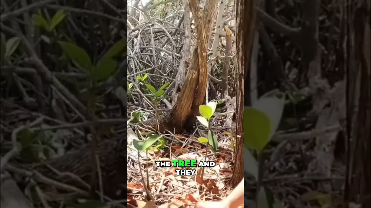 Seedling Superpower: Watch Propagules Transform into Thriving Plants! #shorts