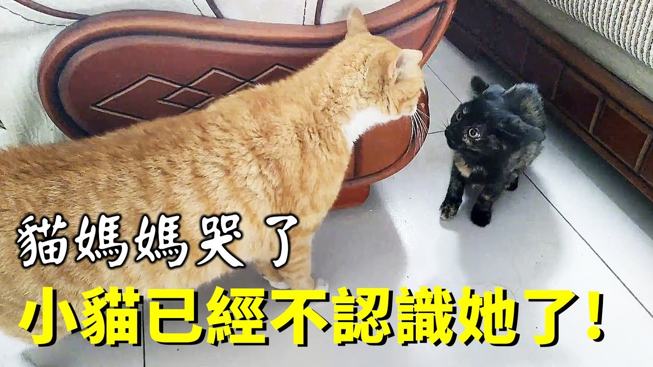 送走的小貓過得並不好，半月後接回小貓，發現它已經不認識貓媽媽了！