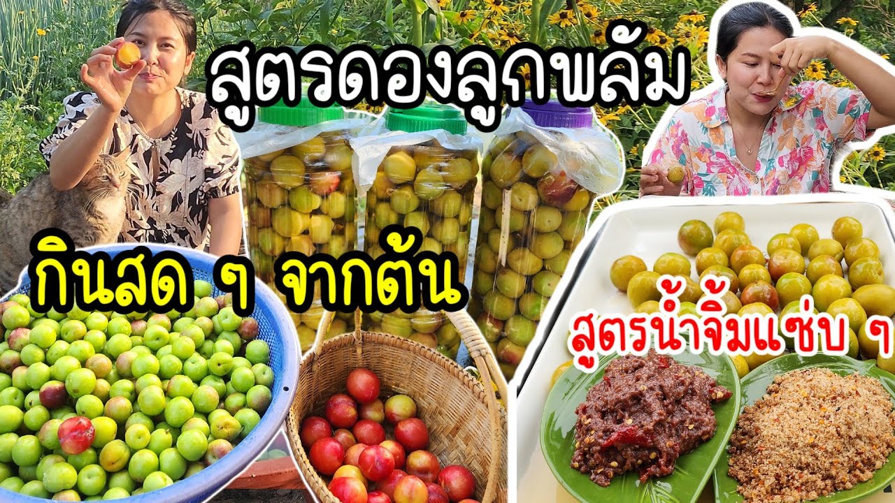 EP.777 เก็บลูกพลัมกินสด ๆ จากต้นเปรี้ยวมาก เอามาดองอย่างอร่อย พร้อมสูตรน้ำจิ้ม