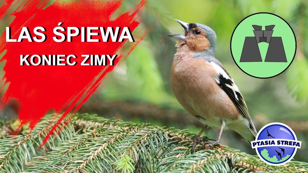 Co słychać w lesie ?