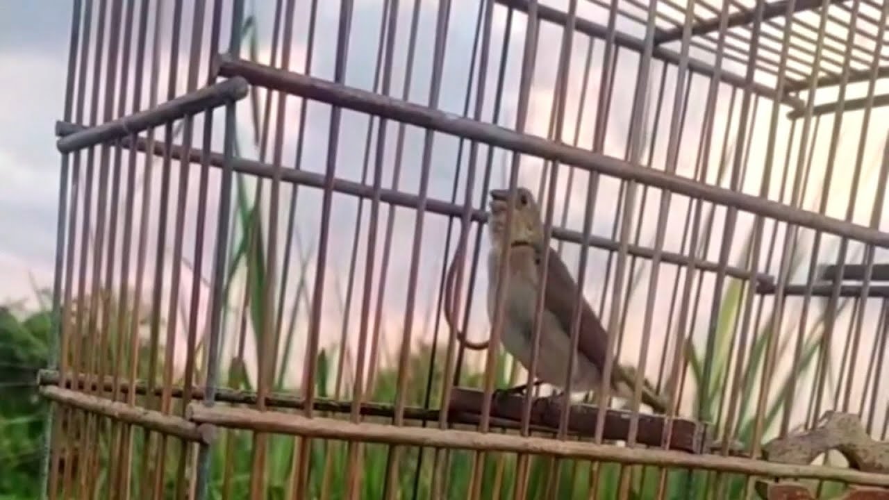 Bigodinho pardo dobro ré legítimo no mato disputando para ensinar e treinar machos