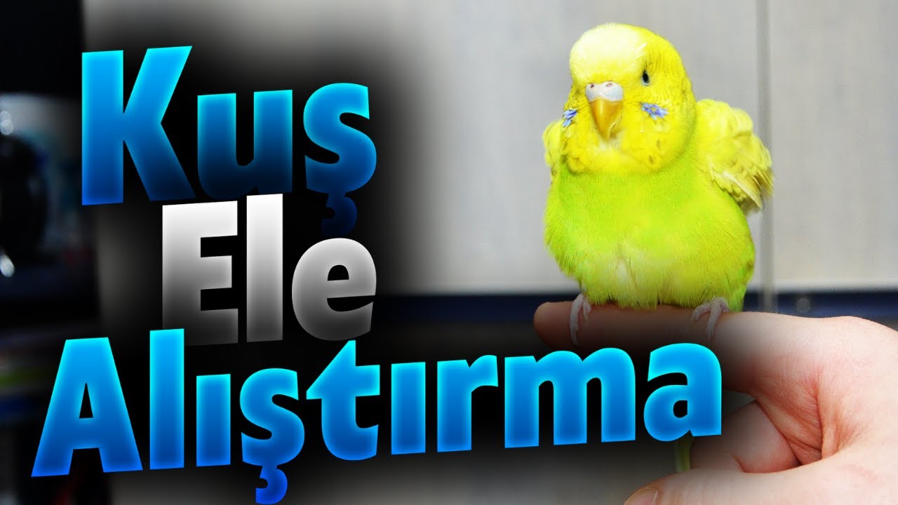 Muhabbet Kuşu Ele Nasıl Alışır ? - Kuş Eğitimi - Kuş Ele Alıştırma - Muhabbet Kuşu Ele Alıştırma