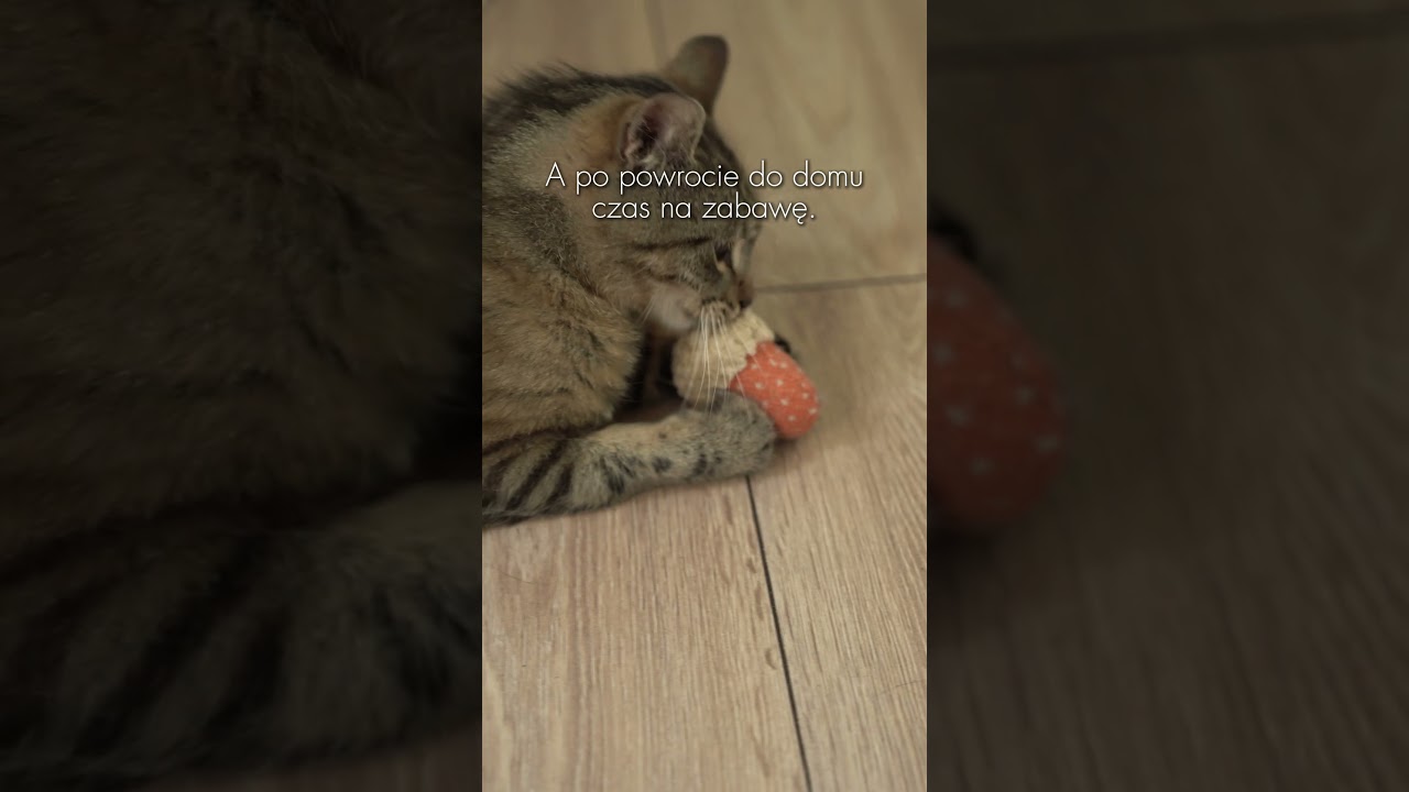 POV: kiedy chcesz, żeby Tw&oacute;j pies był najbardziej stylowym grzybiarzem na osiedlu. 🐶