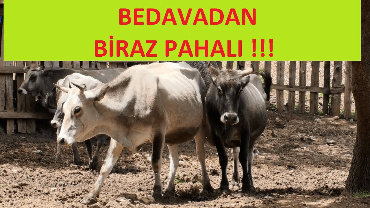ÇOK UCUZA HAYVANCILIK YAPABİLİRSİNİZ!!!(İthalatı Bitirecek Projeler)