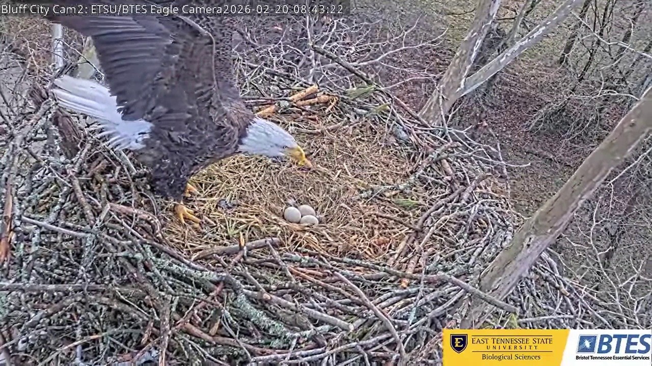 Bluff City Cam: Frances is going to take a break -- 2026 02 20