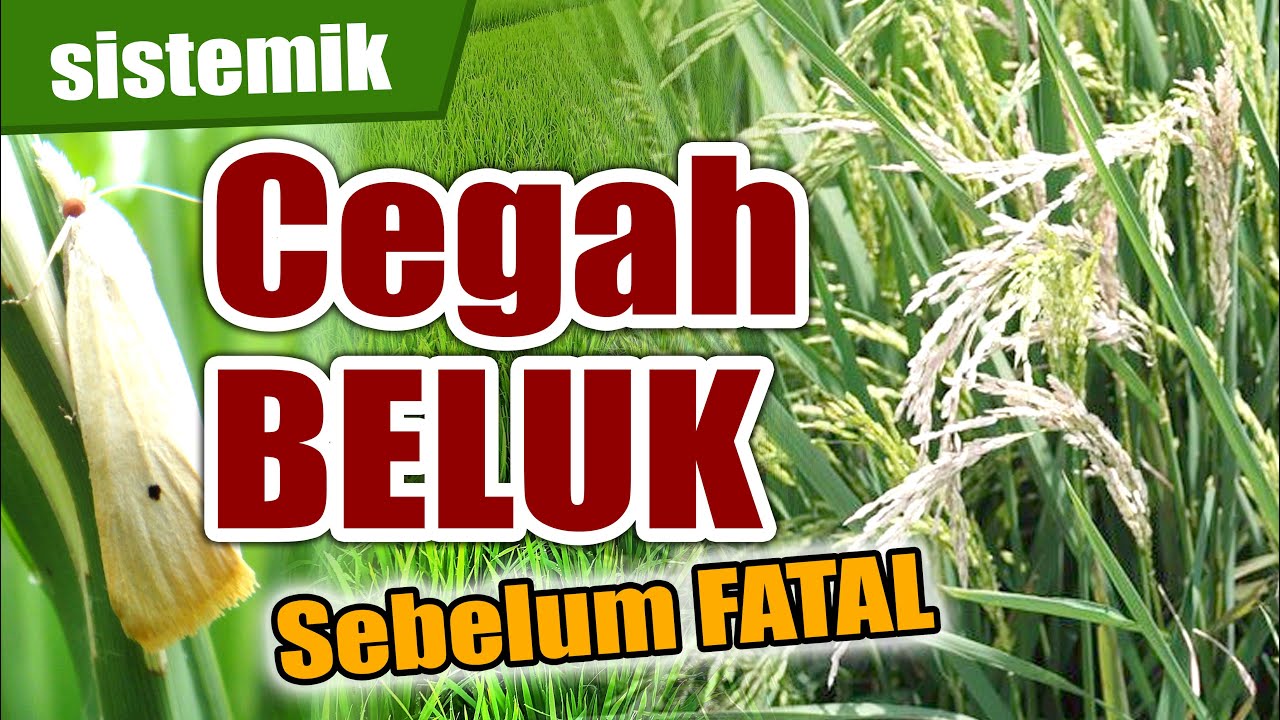 MENCEGAH BELUK PADI SEBELUM MENGAMUK