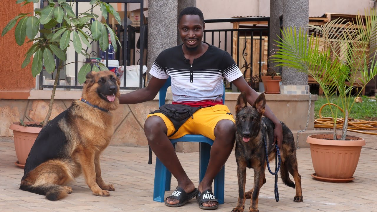 My first month Living with TWO German Shepherds