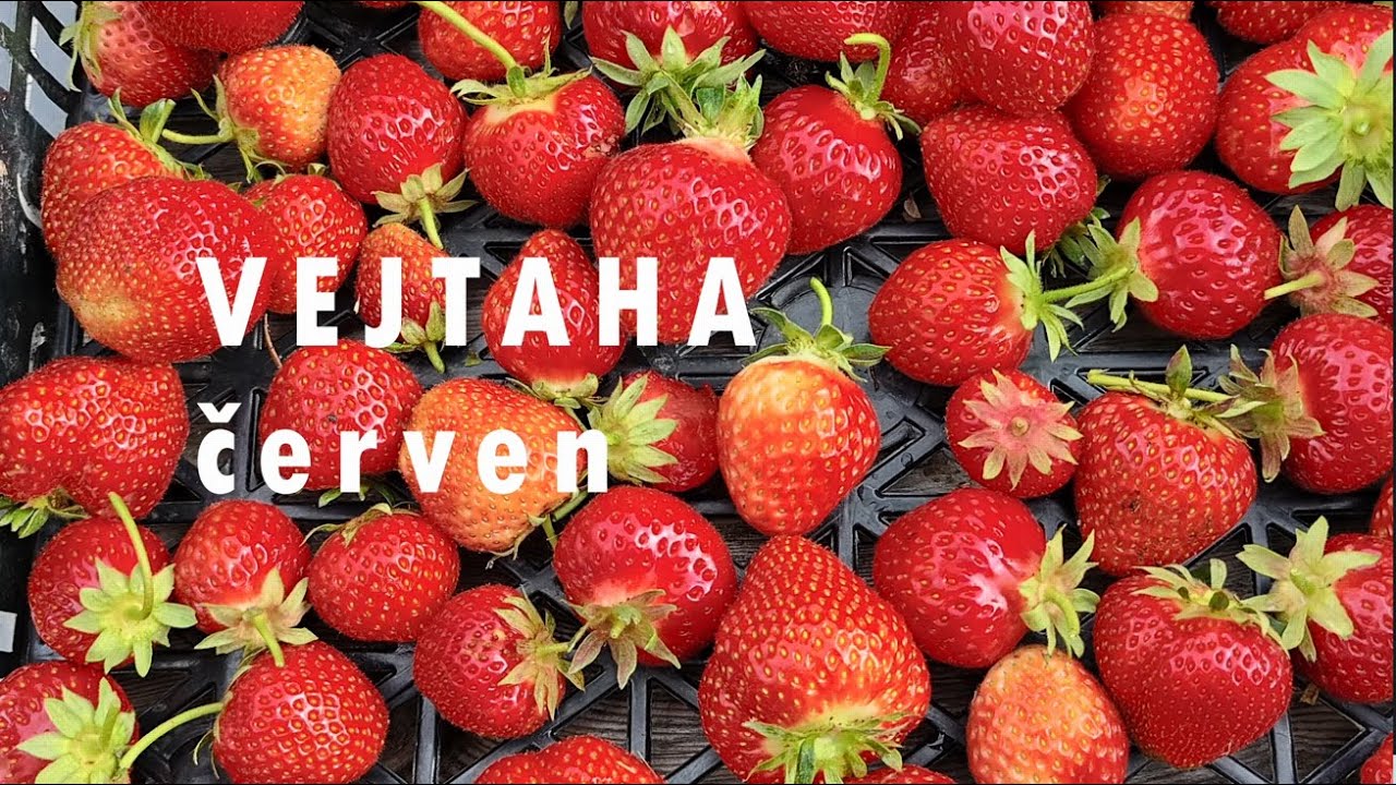VEJTAHA ČERVEN! 🍀 Prohlídka zahrady – Co se povedlo? A co ještě vysévám? 🌱