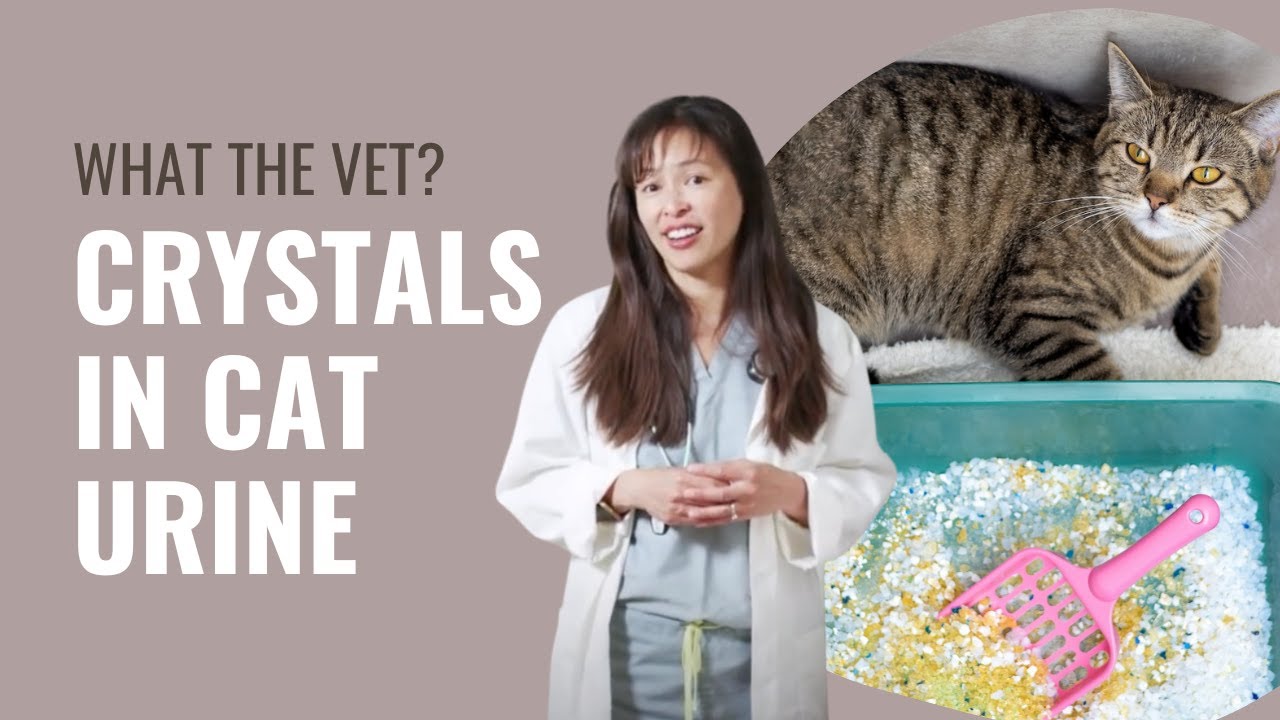 Crystals in Cat Urine - Vet Justine Lee Explains