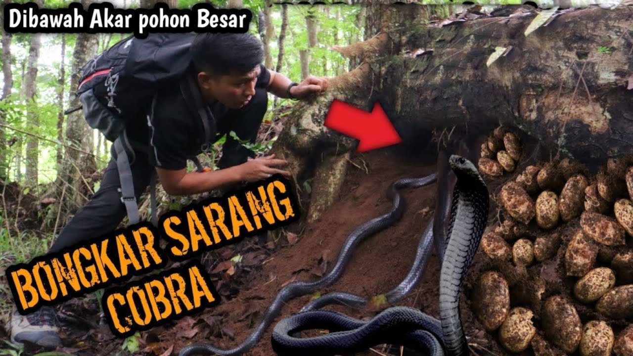 BONGKAR SARANG COBRA DI BAWAH AKAR POHON BESAR! MALAH NYEMBUR BERKALI KALI 
