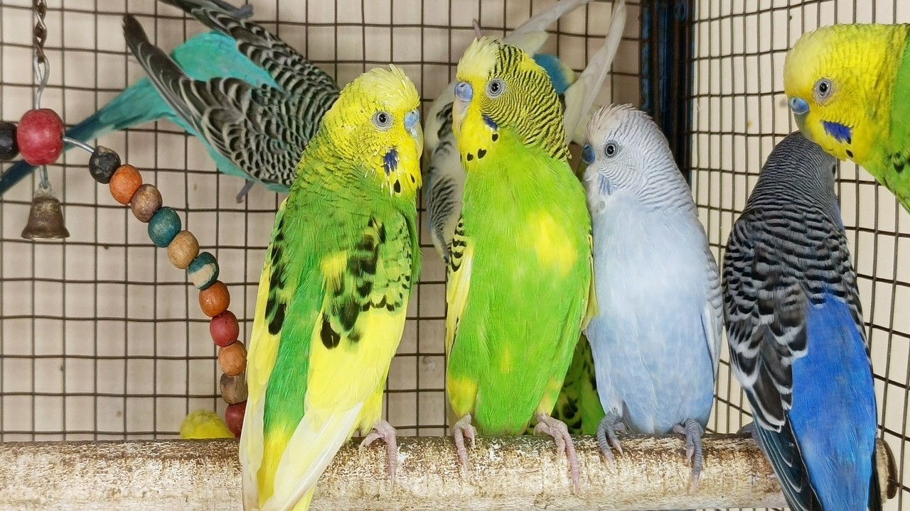 3 Hours of Happy Parakeet Sounds 🐦 | Relaxing Bird Chirping for Calm & Happiness