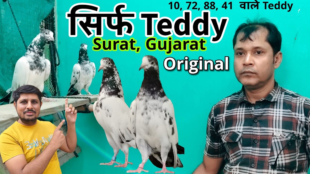 Teddy Kabootar Original bloodline Breeder | Teddy Pigeon Loft from Surat Gujarat | Pet Guru