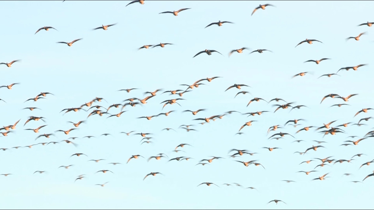 2012 Kansas Goose Hunt - Season 4 e7