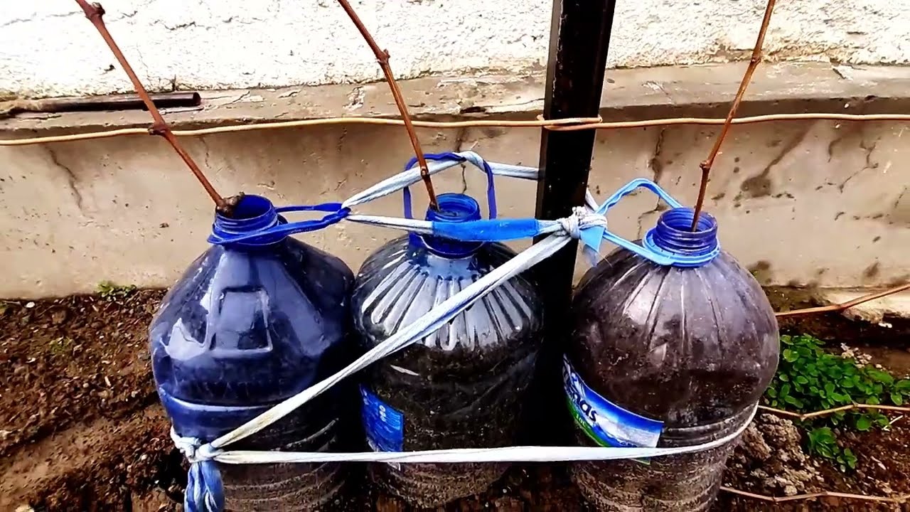 Uzumdan ko'chat olish uslubi | Узумдан кучат олиш услиби | Method of obtaining seedlings from grapes