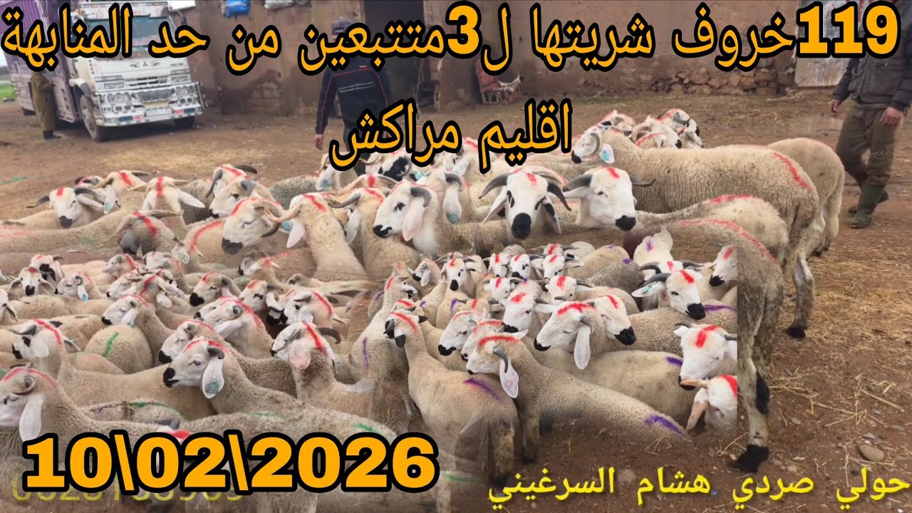 بسم الله #119خروف #ل3متتبعين من #حد #المنابهة 10\02\2026