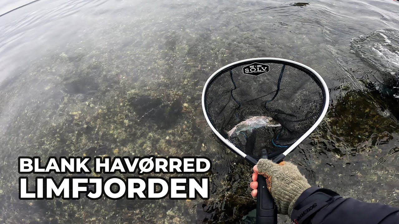 Efterårens blanke havørred – klar vand, svære fisk og Limfjorden