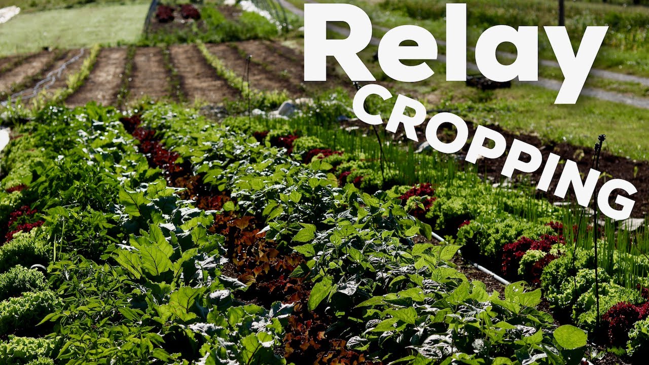 The Next Level of Interplanting