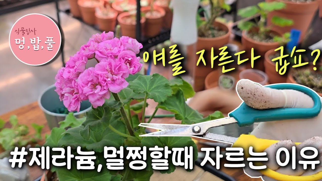 제라늄,여름 뎅강 #여름가지치기#멍밥풀리갈제라늄삽목