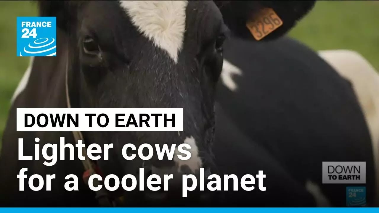 The cow of the future? France introduces smaller, low-emission livestock &bull; FRANCE 24 English